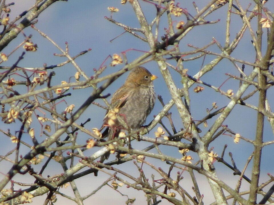 筑波山のハギマシコ ミヤマホオジロ カヤクグリ観察記 花鳥いろいろ 四季の野鳥