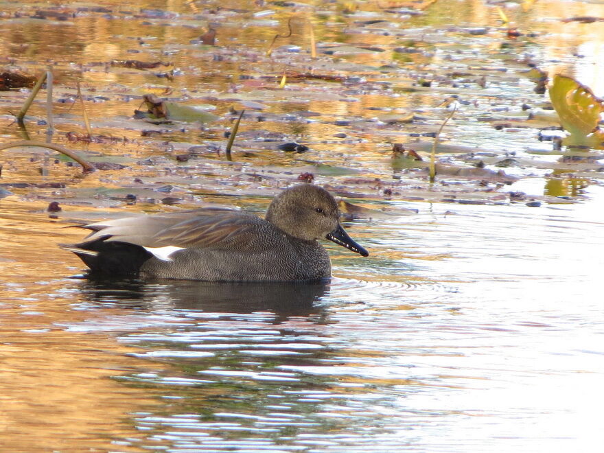 水元公園冬鳥探鳥記(ウソ、カモ各種を観察) : 花鳥いろいろ 四季の野鳥