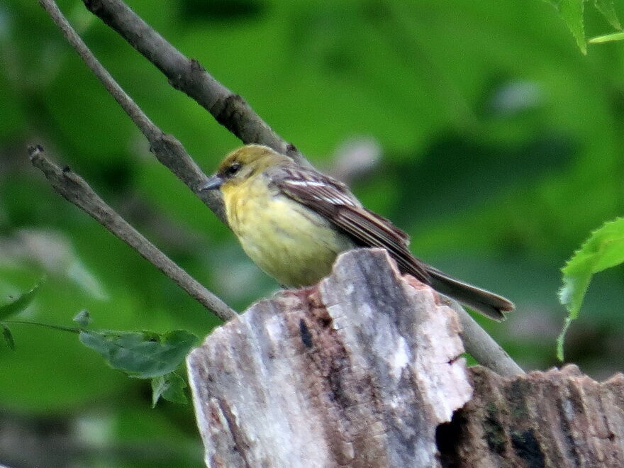ノジコ アオジ クロジの特徴を復習 花鳥いろいろ 四季の野鳥