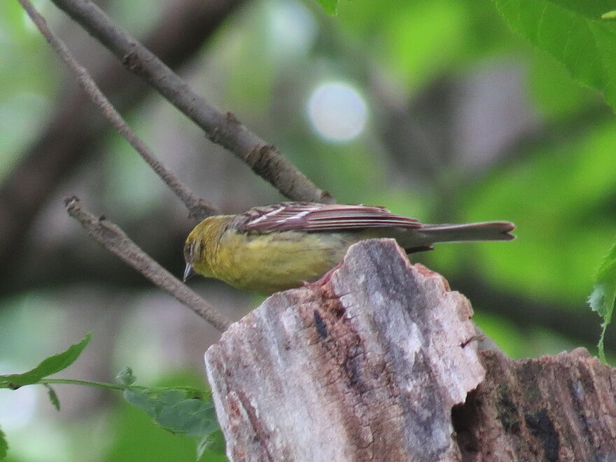 戸隠高原の夏鳥探鳥記 花鳥いろいろ 四季の野鳥