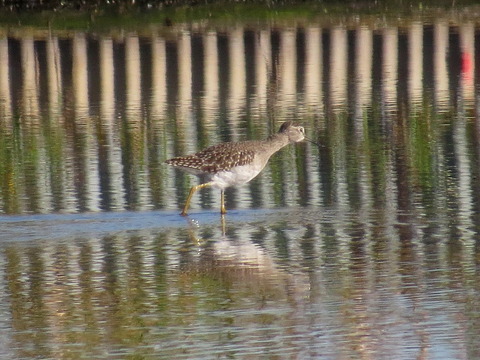 BLﾀｶﾌﾞｼｷﾞUk201025-9