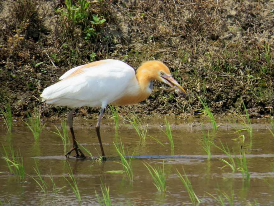 花鳥いろいろ 四季の野鳥:千葉県栄町から印西市のシギ・チドリ観察記