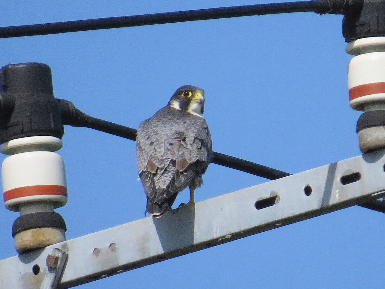 昨日観察したオオハヤブサの復習 : 花鳥いろいろ 四季の野鳥