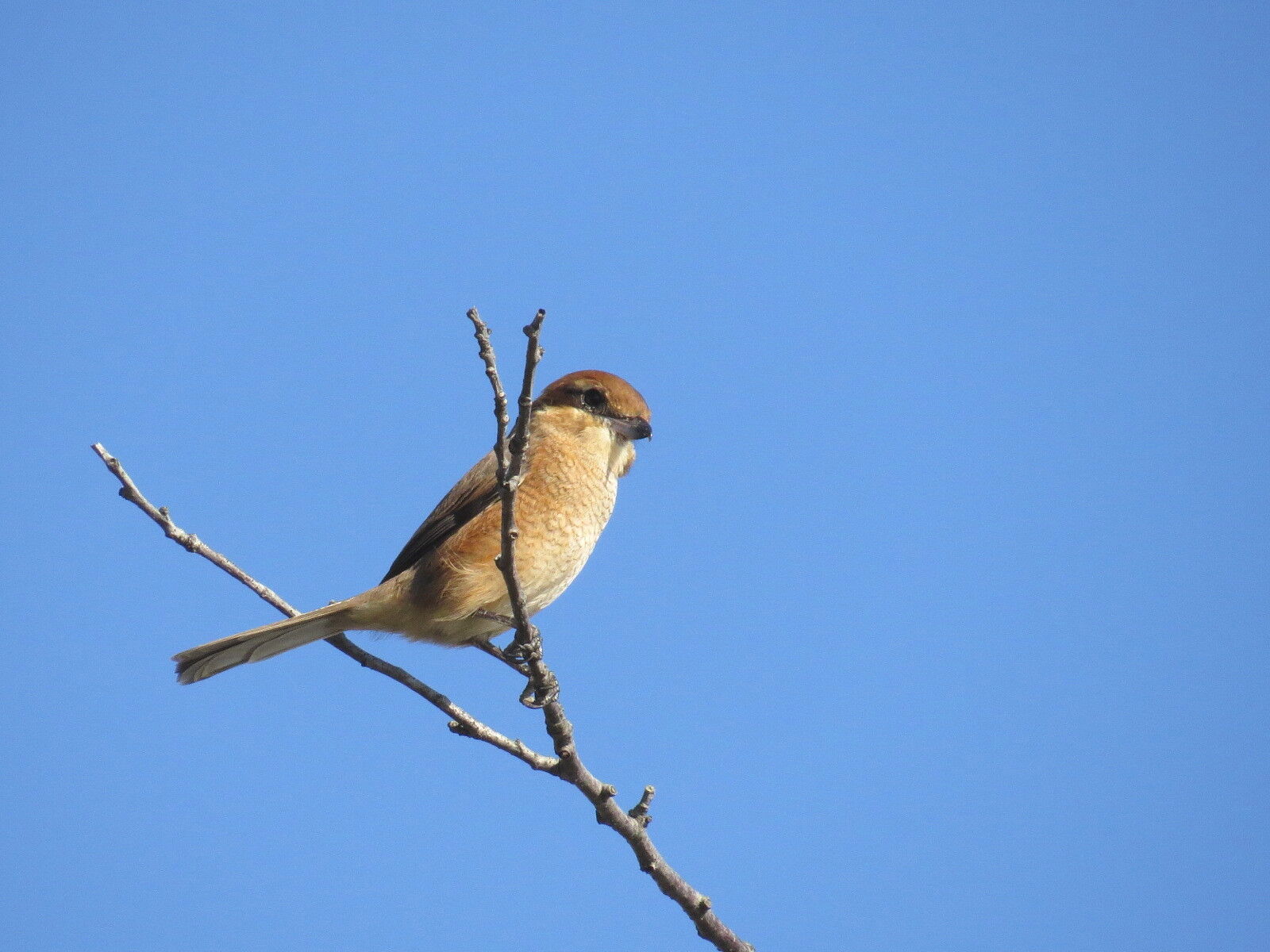 モズのはやにえと高鳴きをめぐる言い伝え 花鳥いろいろ 四季の野鳥