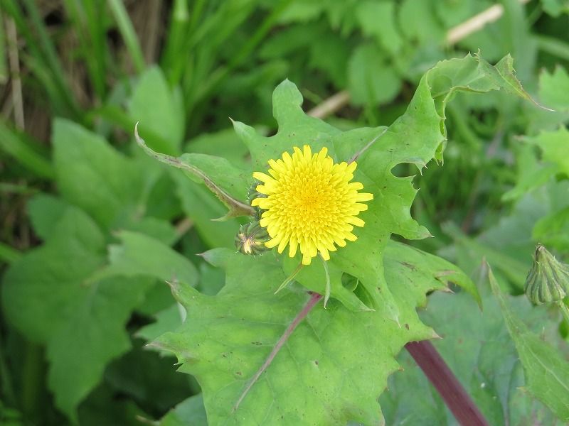 花 ノゲシ タンポポ ブタナ 新 花鳥遊人