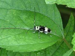 ��ߡ����ߥ��ꣳ