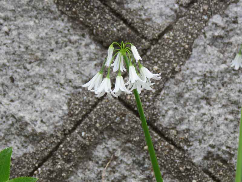 花 アリウム トリケトラム オルレア ホワイトレース シラー 新 花鳥遊人