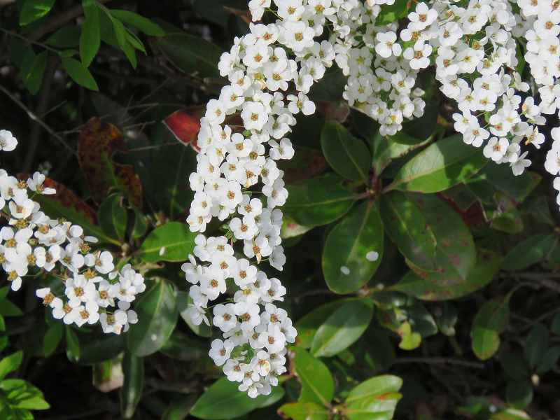 花 ユキヤナギ コデマリ オオデマリ 新 花鳥遊人