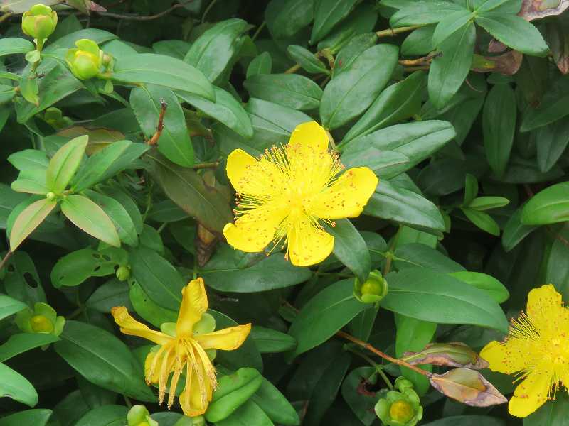 花 ヒペリカム アンドロサエマム キンシバイ ビヨウヤナギ 新 花鳥遊人 花 ヒペリカム アンドロサエマム キンシバイ ビヨウヤナギ 新 花鳥遊人