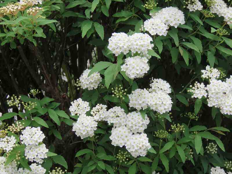 花 ユキヤナギ コデマリ オオデマリ 新 花鳥遊人