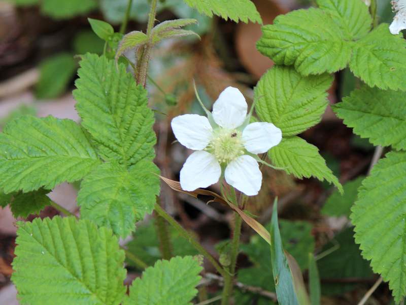 花 ミツバチグリ ヘビイチゴ クサイチゴ 新 花鳥遊人 花 ミツバチグリ ヘビイチゴ クサイチゴ 新 花鳥遊人