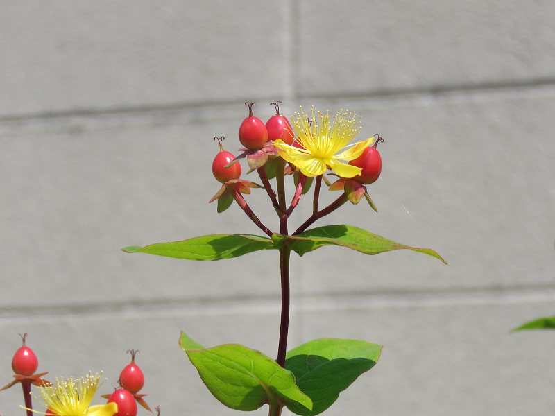 花 ヒペリカム アンドロサエマム キンシバイ ビヨウヤナギ 新 花鳥遊人