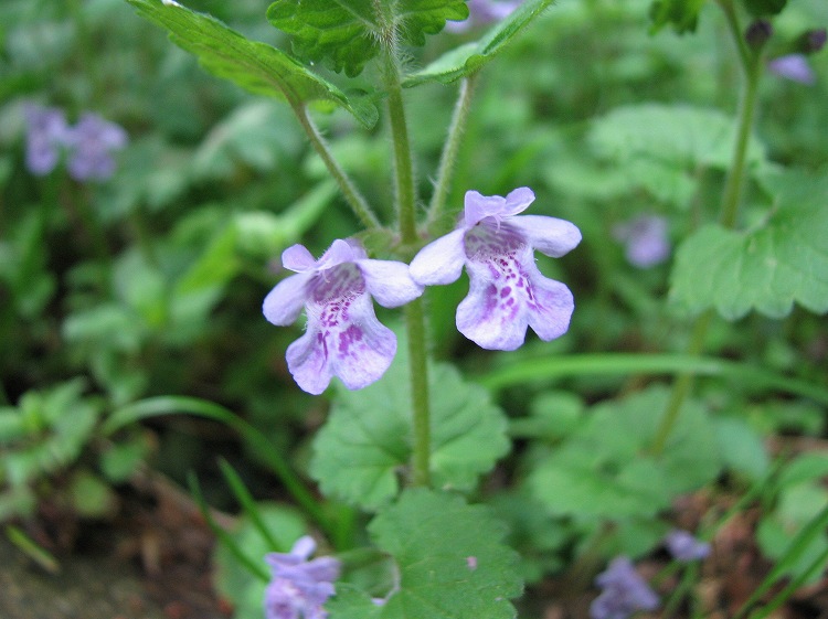 花 カキドオシ ムラサキサギゴケ ハルジオン 新 花鳥遊人