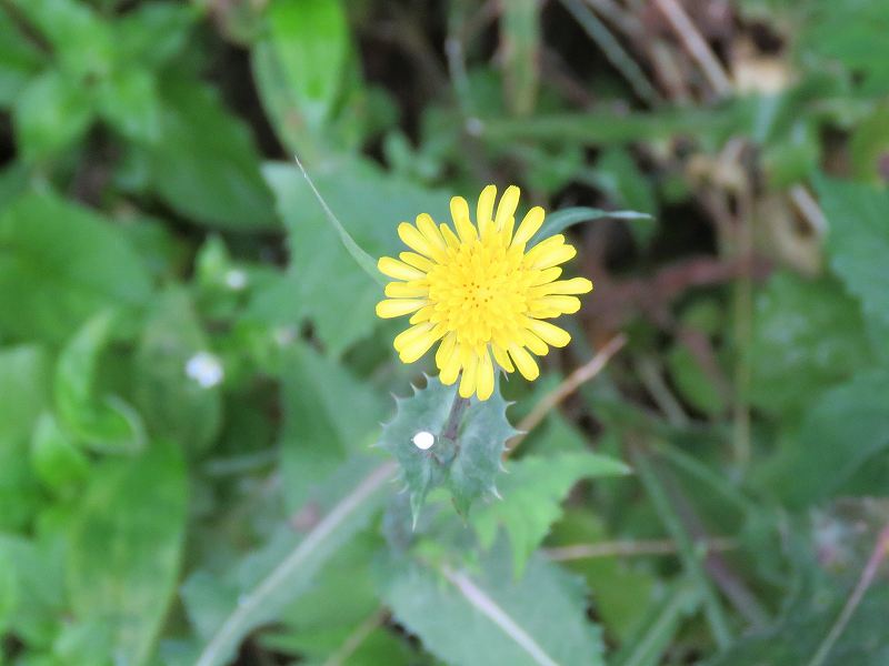 花 ノゲシ ブタナ タンポポ 新 花鳥遊人 花 ノゲシ ブタナ タンポポ 新 花鳥遊人