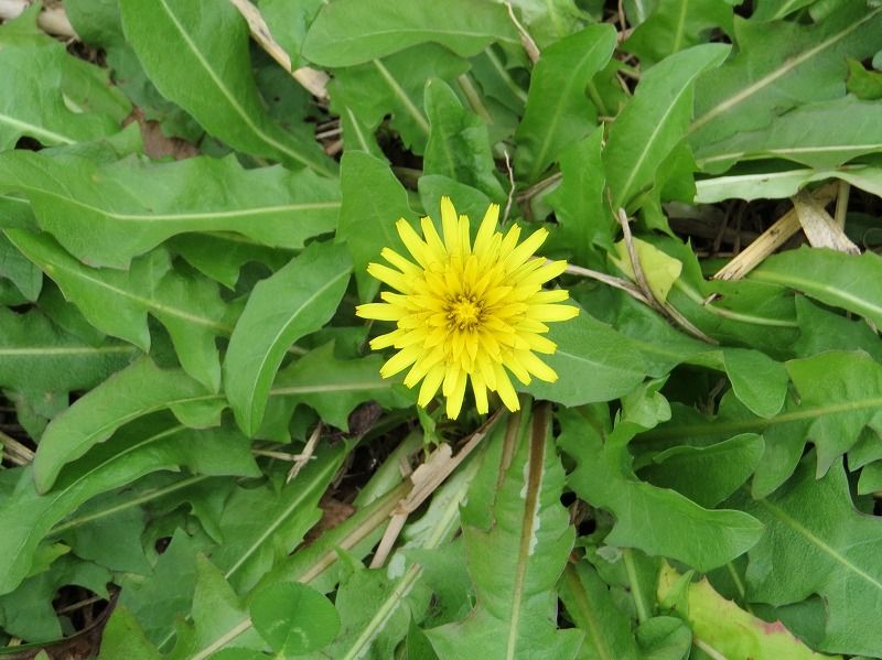 花 ノゲシ タンポポ ブタナ 新 花鳥遊人 花 ノゲシ タンポポ ブタナ 新 花鳥遊人