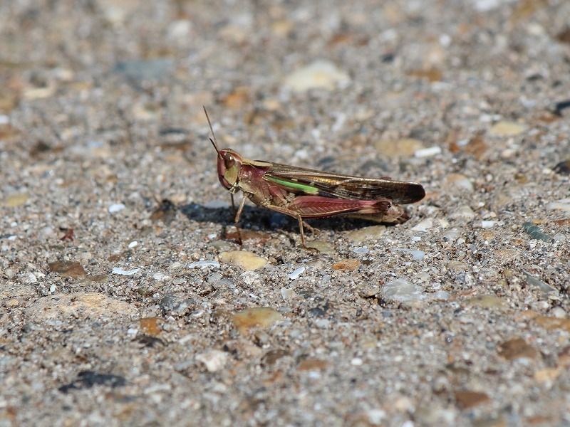飛蝗 マダラバッタ クルマバッタモドキ トノサマバッタ 新 花鳥遊人