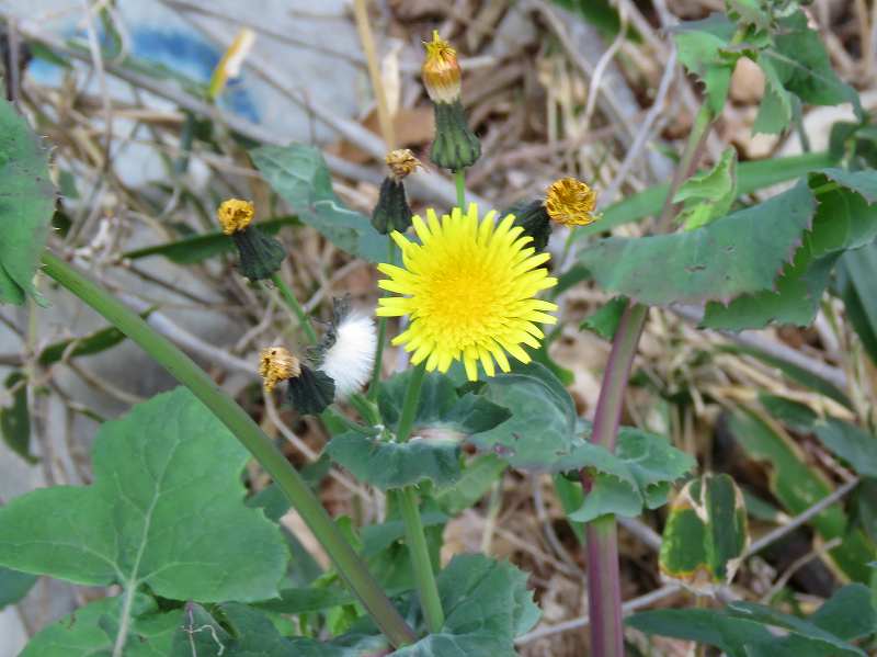 花 ノゲシ タンポポ シロバナタンポポ 新 花鳥遊人