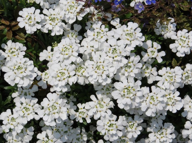 花 ムラサキナズナ キダチナズナ シバザクラ 新 花鳥遊人