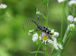 ���ޥ��饫�ߥ��꣱