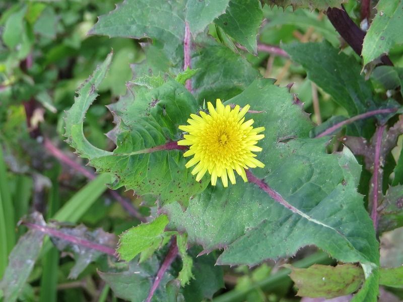 花 ノゲシ タンポポ ノアザミ 新 花鳥遊人 花 ノゲシ タンポポ ノアザミ 新 花鳥遊人