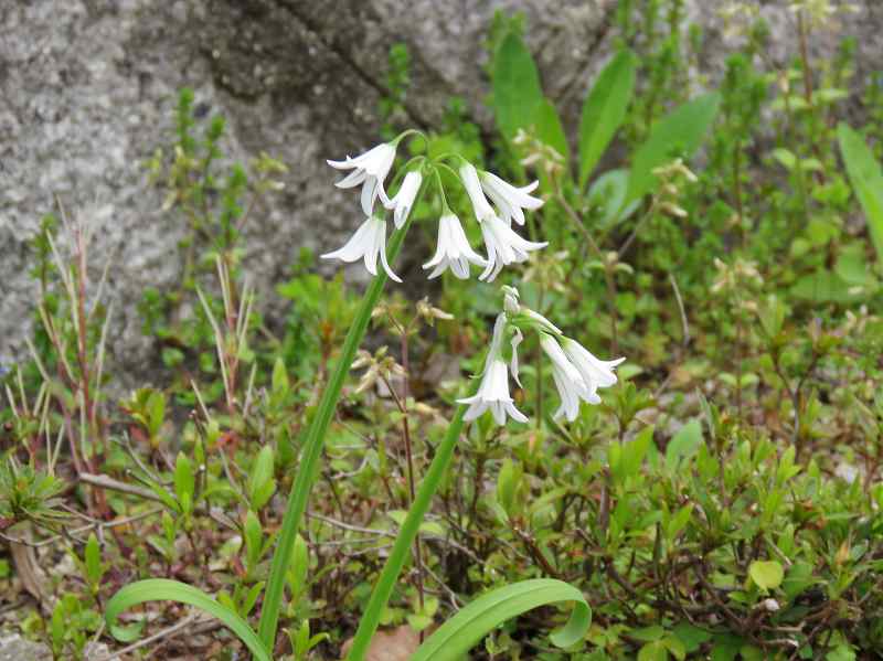 花 アリウム トリケトラム ツリガネズイセン コンボルブルス 新 花鳥遊人