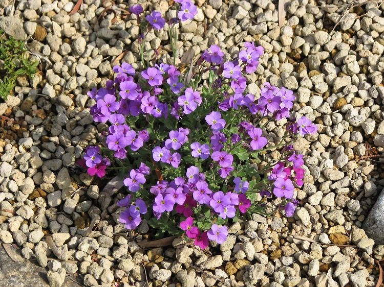 花 ニオイタチツボスミレ ヒメハマカンザシ ムラサキナズナ 新 花鳥遊人