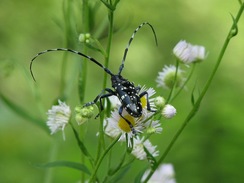 ���ޥ��饫�ߥ��ꣲ