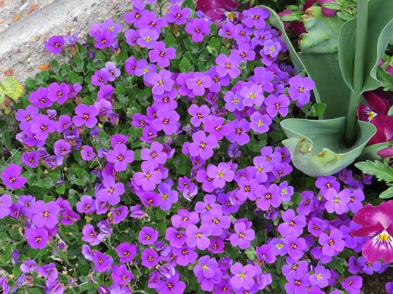 花 ムラサキナズナ キダチナズナ シバザクラ 新 花鳥遊人