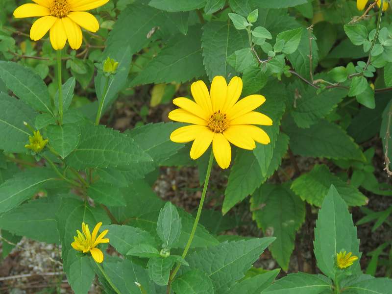 花 キクイモモドキ ミニヒマワリ ヒマワリ 新 花鳥遊人