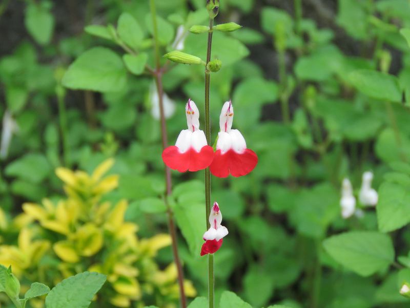 花 サルビア ミクロフィラ サルビア グアラ二ティカ ニゲラ 新 花鳥遊人