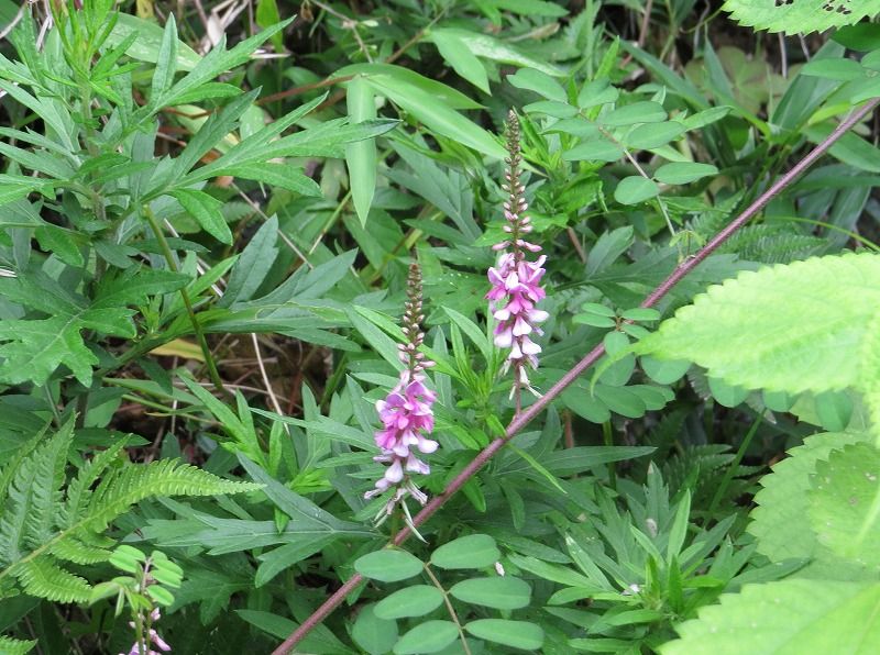 花 コマツナギ ヒカゲイノコヅチ ヒナタイノコヅチ 新 花鳥遊人