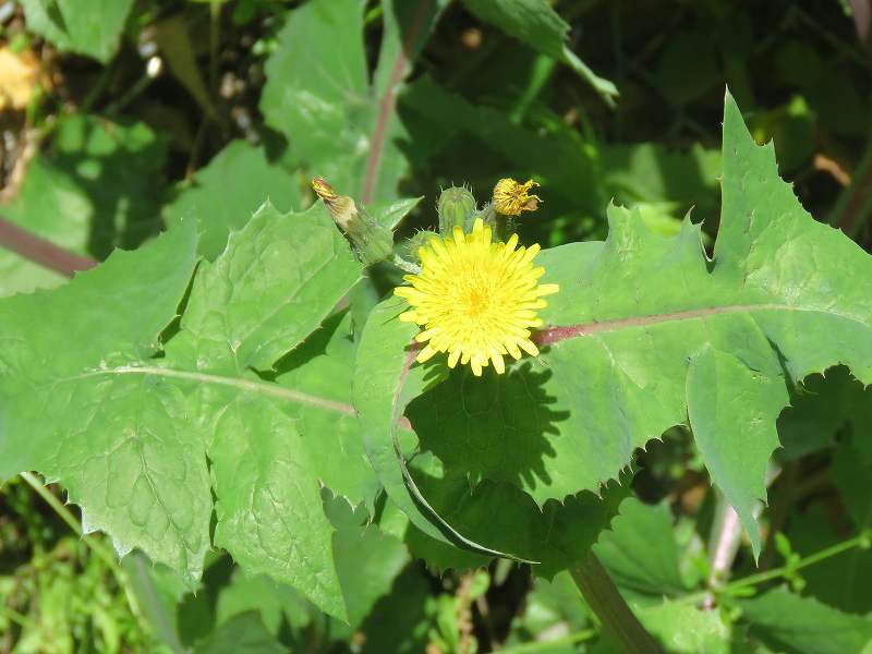 花 ノゲシ タンポポ ブタナ 新 花鳥遊人 花 ノゲシ タンポポ ブタナ 新 花鳥遊人