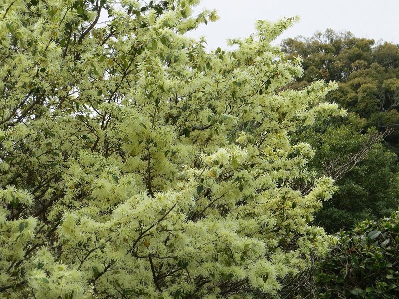花 ベニバナトキワマンサク シロバナトキワマンサク キクモモ 新 花鳥遊人