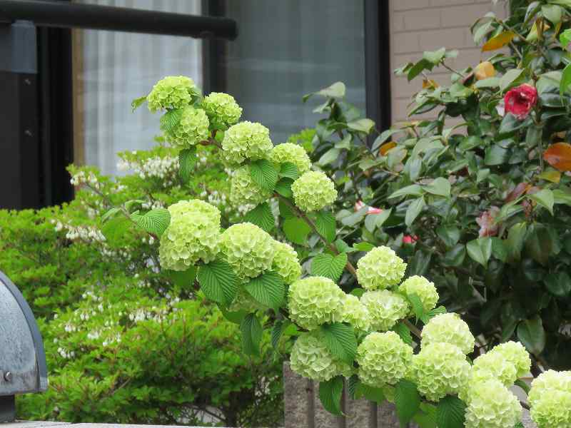 花 ユキヤナギ コデマリ オオデマリ 新 花鳥遊人