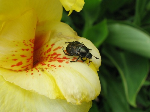 ���ޥ��饳���ͣ�