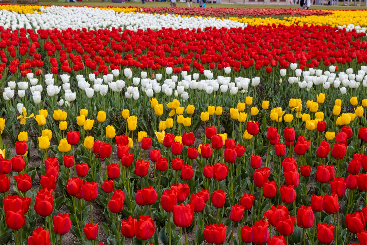 チューリップ祭り 木曽三川公園センター 鏡と光と闇の中で