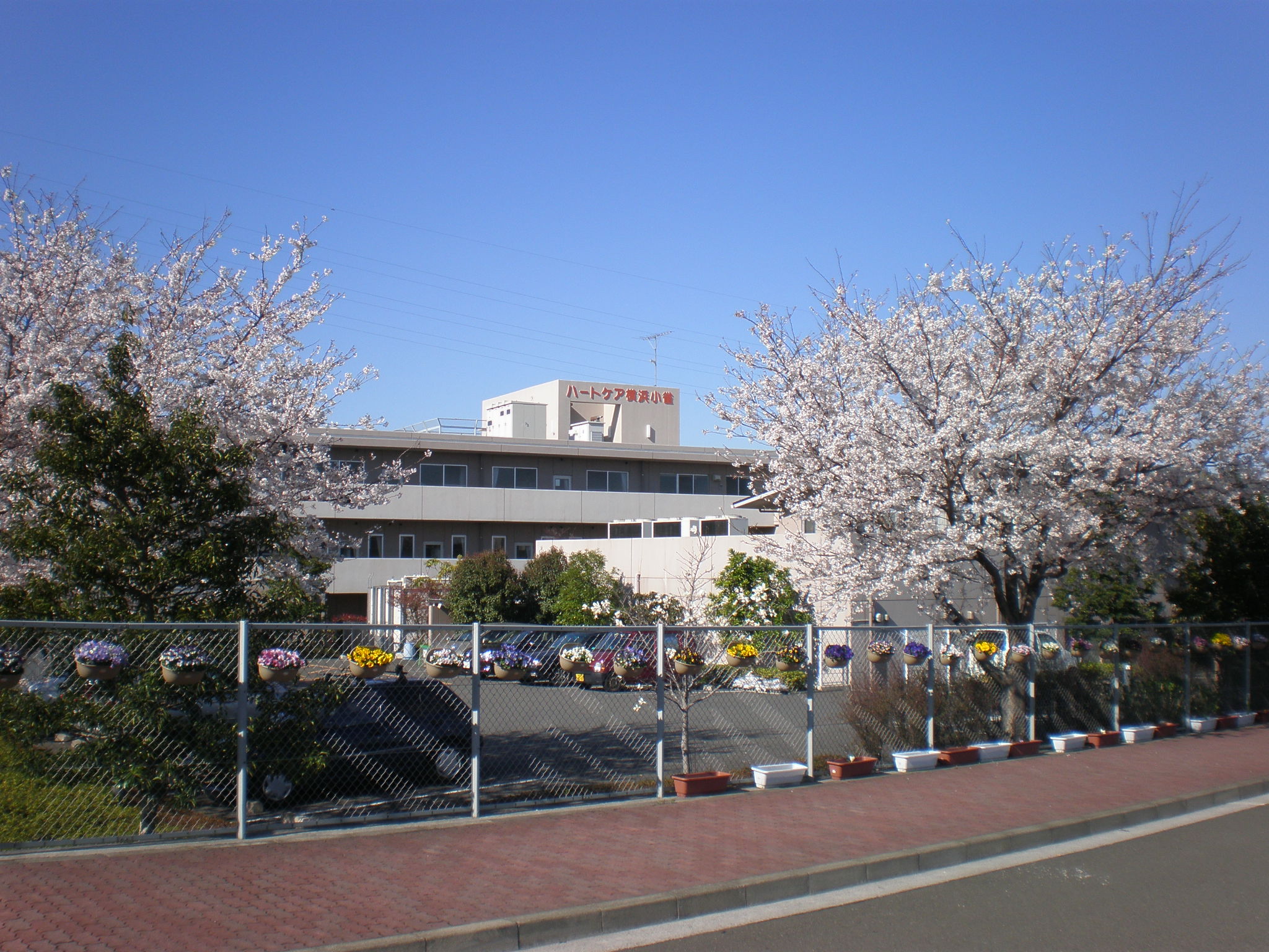施設の桜をご紹介します ハートケア横浜小雀 はなだより