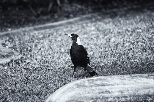 Magpie