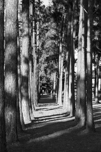 PineTrees