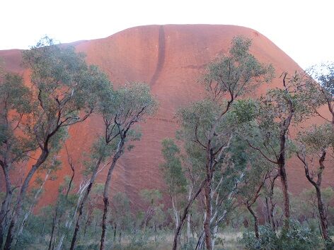 エアーズロック ケアンズ旅行記 ８９ エアーズロックサンライズ観光 登山または麓散策 ３７ ｘvi のブログｉｉｉ