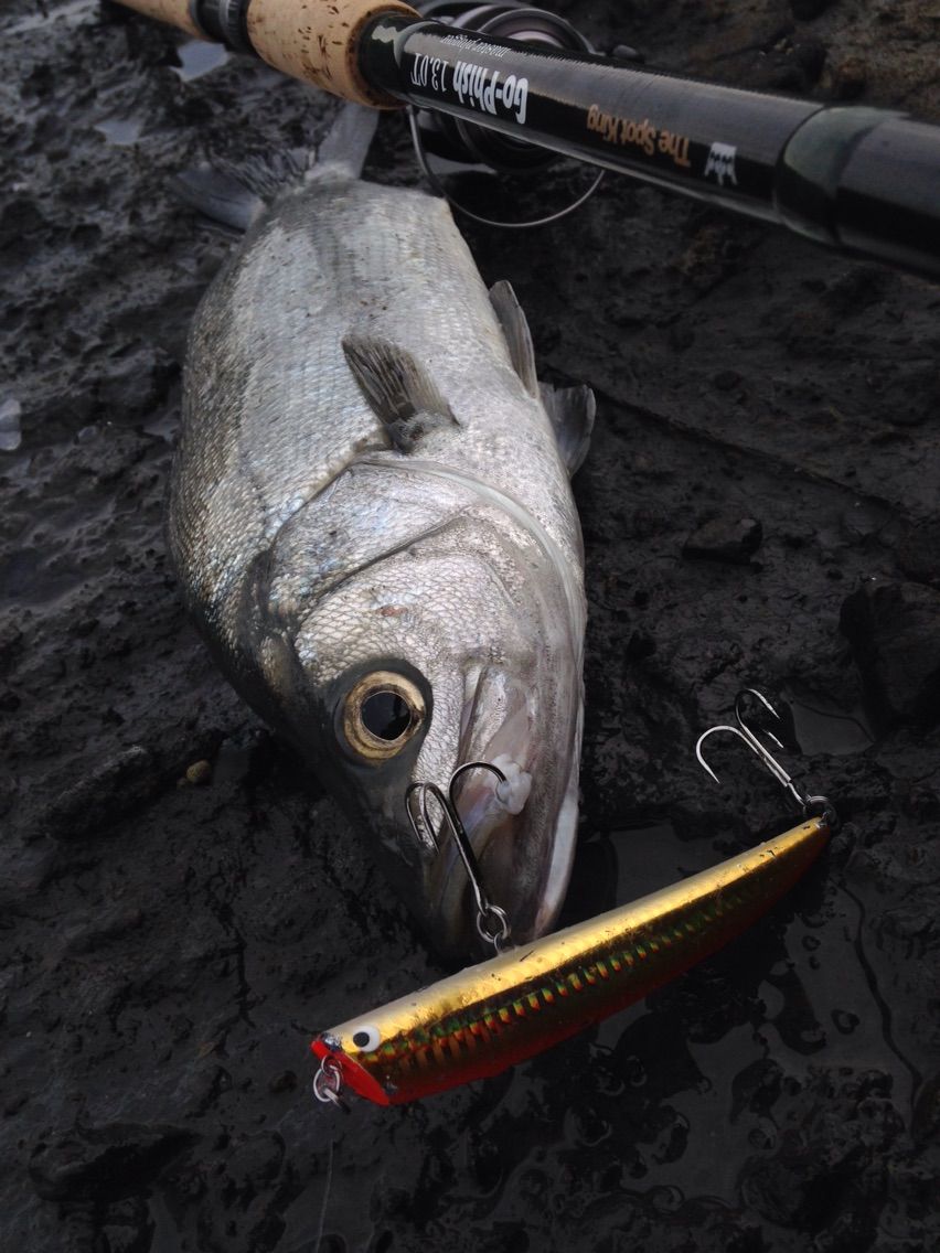 The Spot King“master plugger”13.0T ヒラスズキ