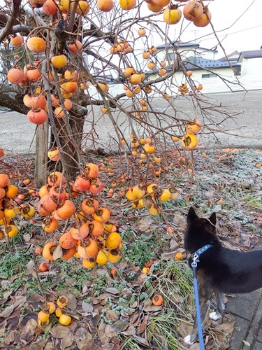 IMG_2025-12-20-08-14-28-890s