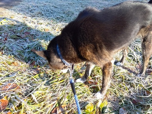 IMG_2025-12-19-08-30-35-245s