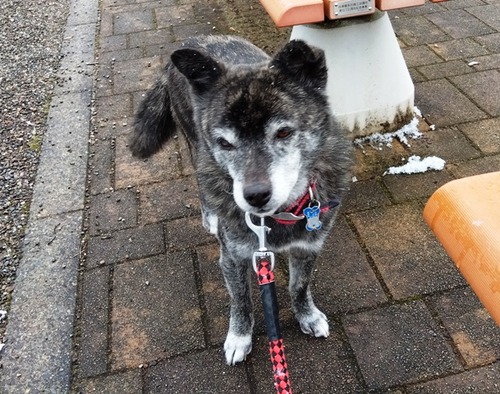 IMG_2025-01-05-09-09-24-589s