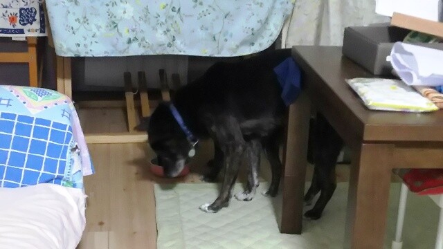 野犬あるある 甲斐犬ケータを探して