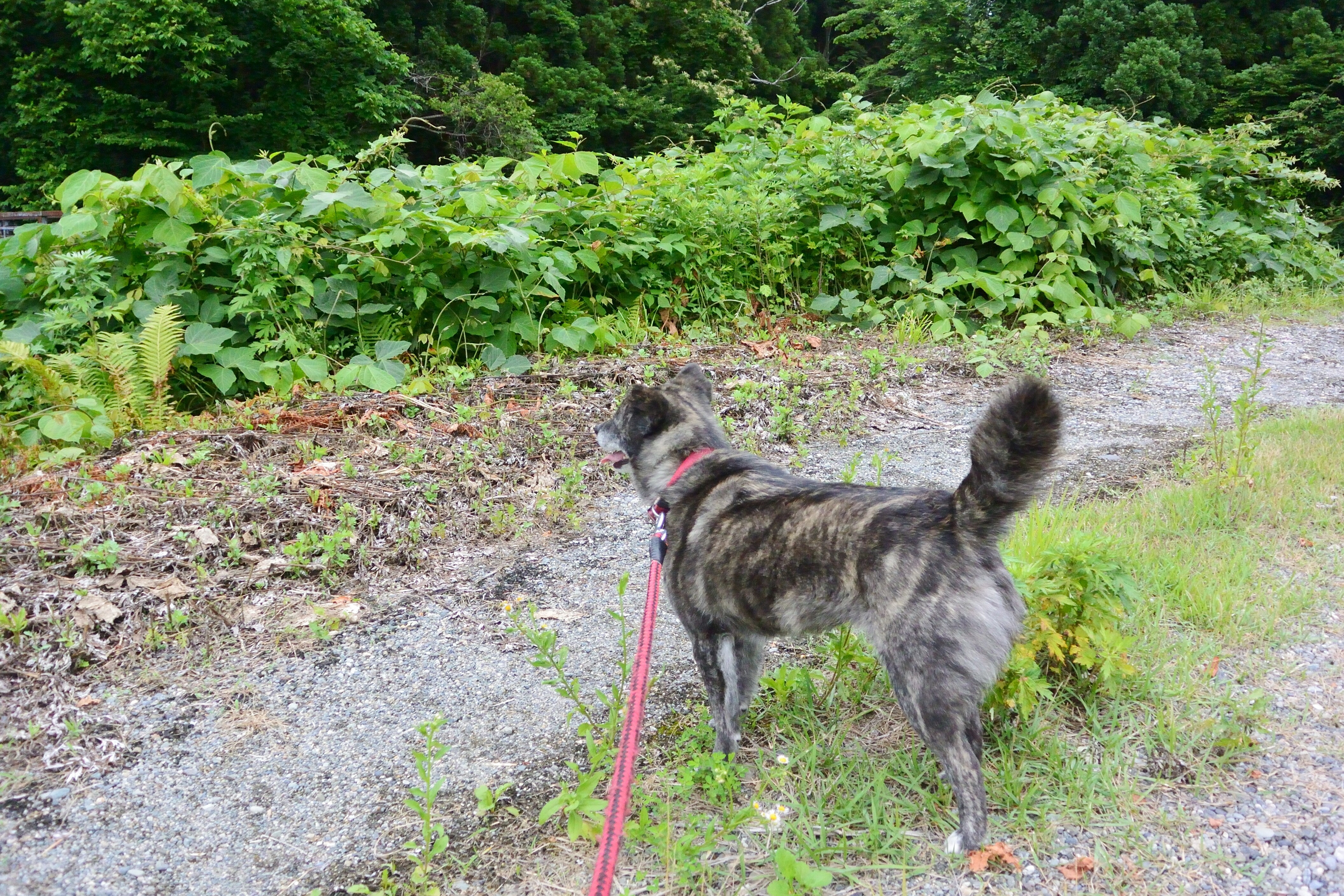 只見行き リクとソラはのびのび ユキは 甲斐犬ケータを探して 只見行き リクとソラはのびのび ユキは 甲斐犬ケータを探して