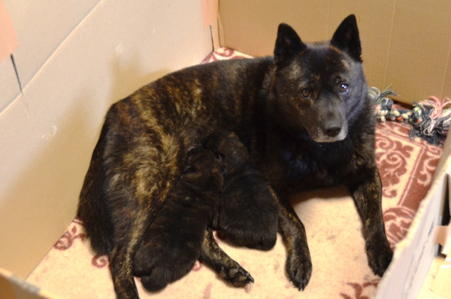 置賜保健所 犬 ニスマホ 壁紙 シンプル 置賜保健所 犬 ニスマホ 壁紙 シンプル