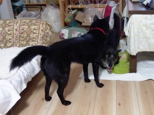 IMG_2025-09-08-15-34-37-756s