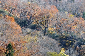 DSC_7326_20141106_2759-