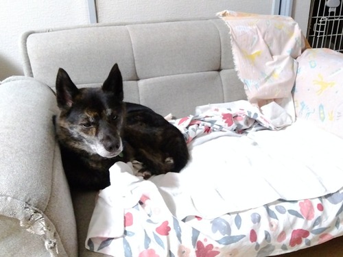 IMG_2024-12-01-17-25-48-359s